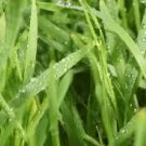 FRESH GRASS 1oz  Sample- Candle Fragrance FO - FREE USA  SHIPPING