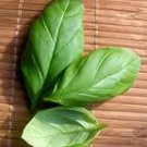BAMBOO BASIL 1oz - SAMPLE Candle Fragrance Oil FO - FREE USA SHIPPING