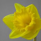 DAFFODIL 1oz - SAMPLE Candle Fragrance Oil FO - FREE USA SHIPPING