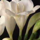 FREESIA THYME 1oz - SAMPLE Candle Fragrance Oil FO - FREE USA SHIPPING