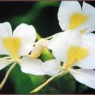 PATCHOULI WHITE GINGER 1oz - SAMPLE Candle Fragrance Oil FO - FREE USA SHIPPING