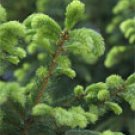 PINE CEDAR 1oz - SAMPLE Candle Fragrance Oil FO - FREE USA SHIPPING