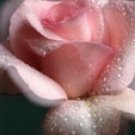 PINK ROSES 1oz - SAMPLE Candle Fragrance Oil FO - FREE USA SHIPPING