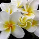PLUMERIA 1oz - SAMPLE Candle Fragrance Oil FO - FREE USA SHIPPING