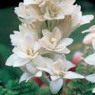 TUBEROSE 1oz  Sample - Candle Fragrance FO -  FREE  USA  SHIPPING