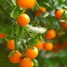 TANGERINE 1oz  Sample - Candle Fragrance FO -  FREE  USA  SHIPPING