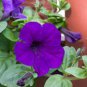 PETUNIA MUSK 8oz -  Candle Fragrance Oil FO - FREE USA  SHIPPING