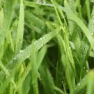 FRESH GRASS 8oz - Candle Fragrance FO - FREE USA  SHIPPING