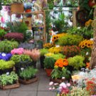 FLOWER SHOP 16oz  - Candle Fragrance Oil FO - FREE USA  SHIPPING