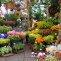 FLOWER SHOP 16oz  - Candle Fragrance Oil FO - FREE USA  SHIPPING