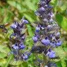 SPRING SAGE 4oz   -  Candle Fragrance FO - FREE USA SHIPPING