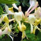 HONEYSUCKLE 8oz - Candle Fragrance Oil FO - FREE USA SHIPPING