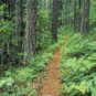 WILDERNESS 8oz - Candle Fragrance Oil FO - FREE USA SHIPPING