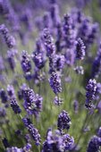 LAVENDER 8oz - Candle Fragrance FO - FREE USA SHIPPING
