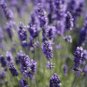 LAVENDER 8oz - Candle Fragrance FO - FREE USA SHIPPING