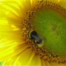 SUNFLOWER 8oz - Candle Fragrance Oil FO - FREE USA SHIPPING