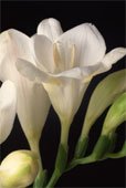 FREESIA THYME 8oz -  Candle Fragrance Oil FO - FREE USA SHIPPING