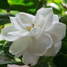 GARDENIA 8oz - Candle Fragrance Oil FO - FREE USA SHIPPING