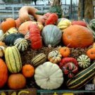 HARVEST 4oz -  Candle Fragrance Oil FO - FREE USA SHIPPING