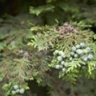 JUNIPER BURST 4oz - Candle Fragrance Oil FO - FREE USA SHIPPING