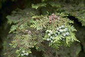 JUNIPER BURST 4oz - Candle Fragrance Oil FO - FREE USA SHIPPING