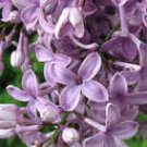 LILAC 4oz -  Candle Fragrance Oil FO - FREE USA SHIPPING