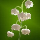 MUGUET TYPE 4oz -Candle Fragrance Oil FO - FREE USA SHIPPING