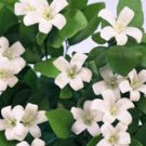 NEROLI LIME 16oz -  Candle Fragrance Oil FO - FREE USA SHIPPING