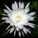 NIGHT BLOOM 8oz -  Candle Fragrance Oil FO - FREE USA SHIPPING