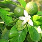 ORANGE BLOSSOM 16oz - Candle Fragrance Oil FO - FREE USA SHIPPING