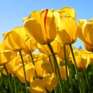 TULIP  8oz - Candle Fragrance Oil FO - FREE USA SHIPPING