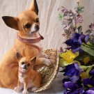 Chihuahua Figurine with Pup