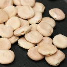 Lupinus Alba Beans - White Lupin Seeds Lupine Lupini - 400 Grams
