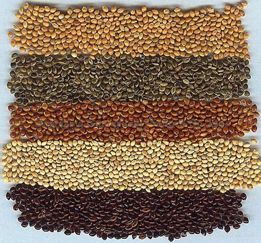 Millet Bird Food Panicum Miliaceum White, Black, Proso Red Seeds 400 Grams