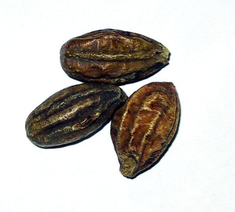 Terminalia Yellow and Black - Harde Chebula Haritaki Myrobalan Fudco - 400 Grams