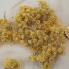 Dwarf Everlast - Immortelle - Helichrysum arenarium Dried Herbal Tea - 400 Grams