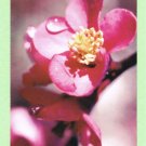 4 Colorful Beautiful Flower Postcards