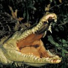 Wild Discovery Crocodile Territory Discovery Channel Documentary VHS Video NEW