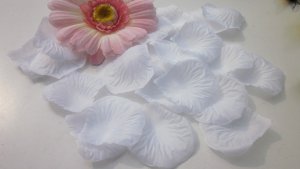 White Rose Petals