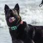 GPS Dog Tracker With Collar, Medium