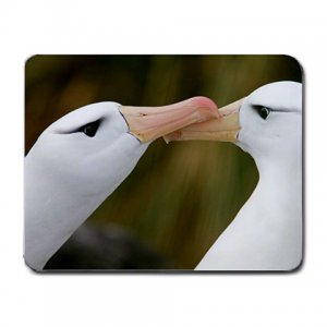 Black Browed Albatross Pair MOUSEPAD