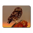 Little Owl In Spain MOUSEPAD