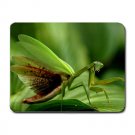 Praying Mantis In Virginia MOUSEPAD