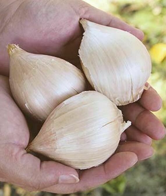 Garlic, Elephant Garlic Seeds 50+ SEEDS NONGMO healthy USA garlic seed