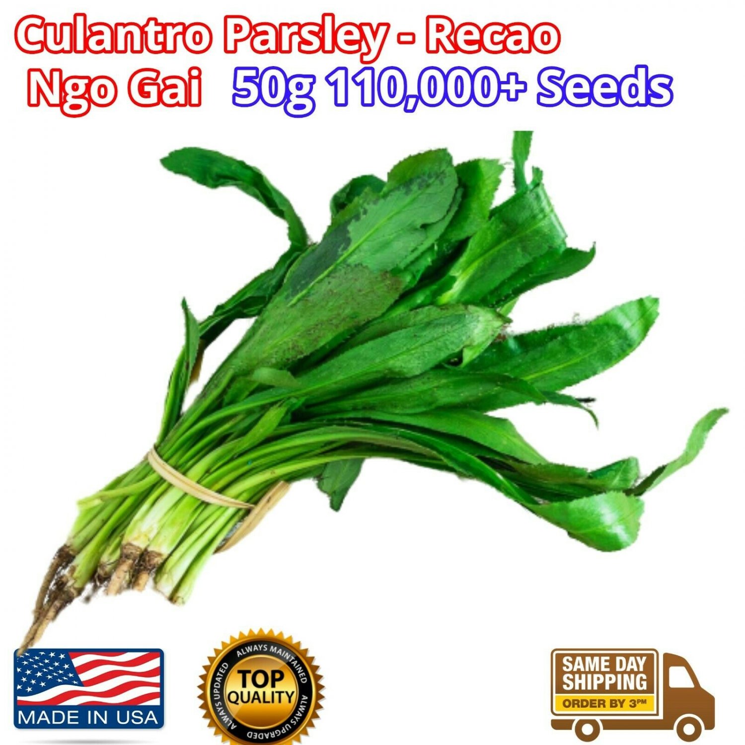 110,000+ RECAO CULANTRO SEED USA Coriander Ngo Gai 芫茜 Chadon Beni LOT