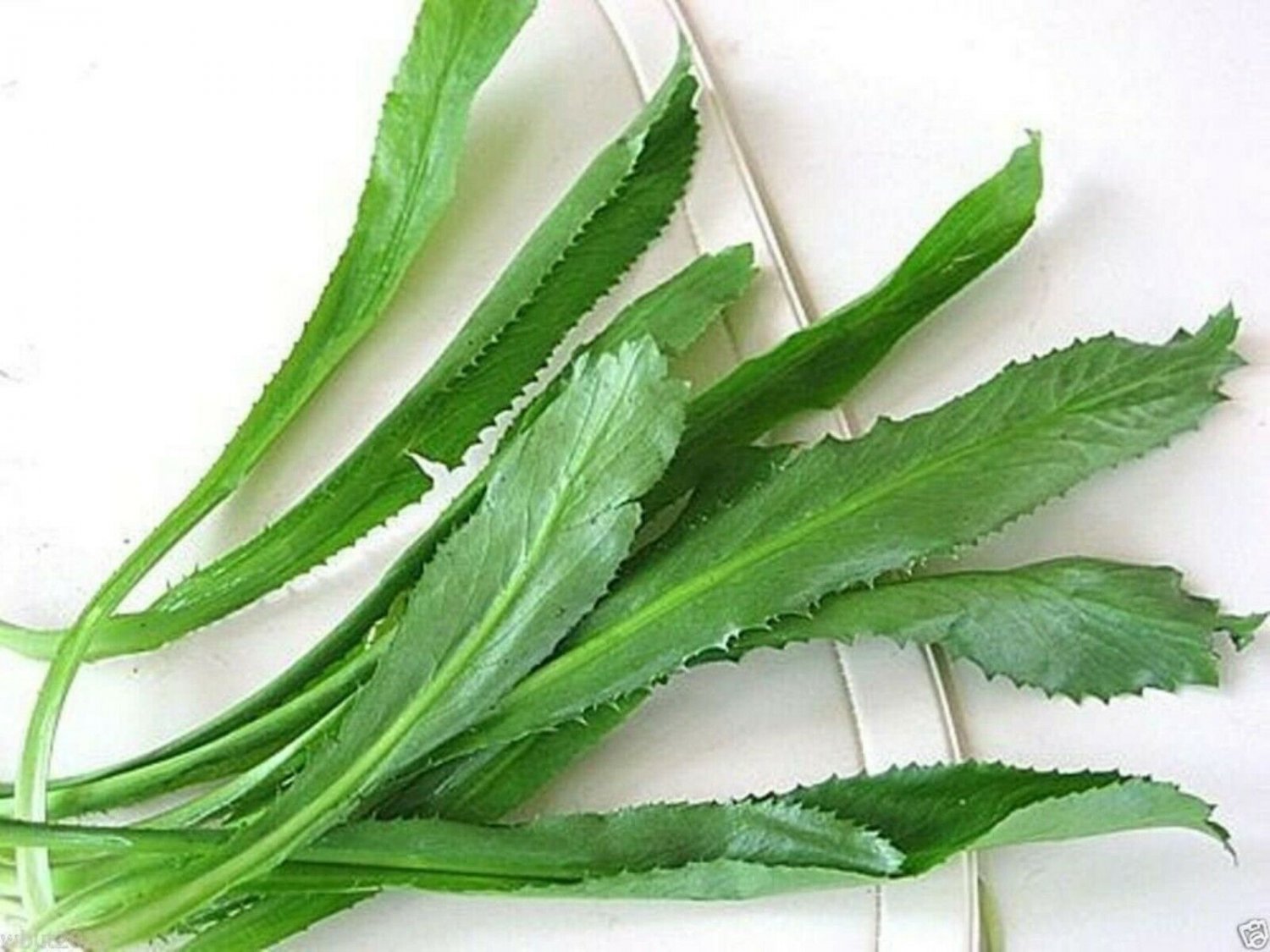 110,000+ RECAO CULANTRO SEED USA Coriander Ngo Gai 芫茜 Chadon Beni LOT
