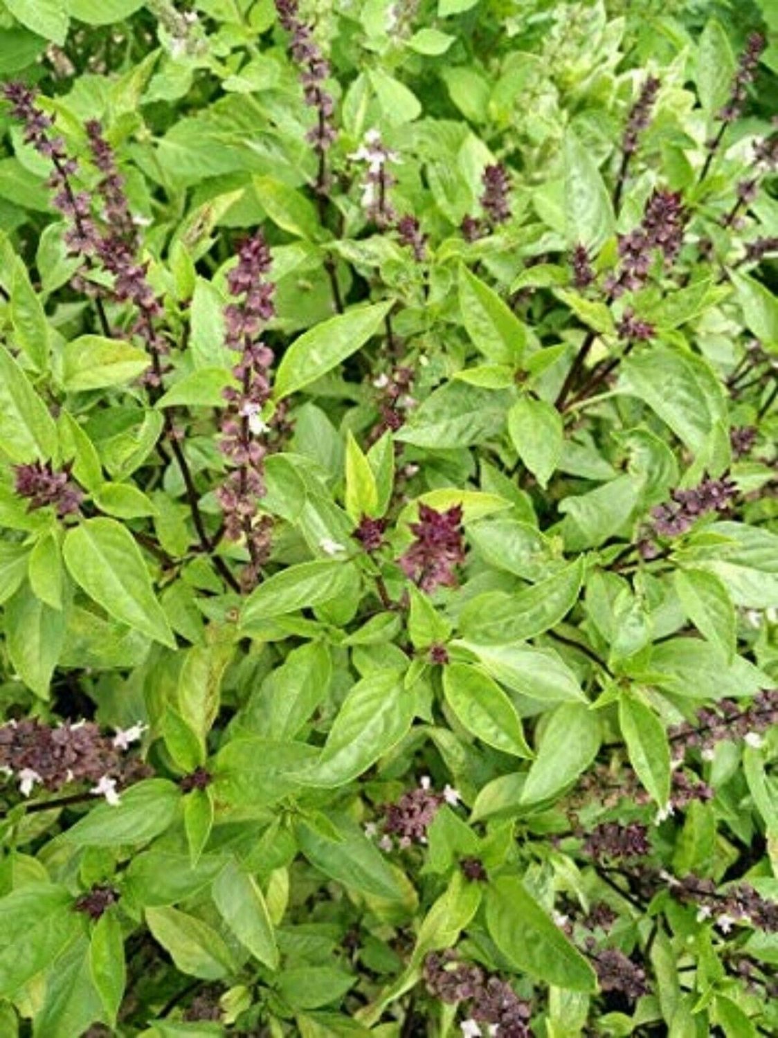 Thai Basil Seeds Siam Queen Thai Herb Purple Basil, NON-GMO (50) FREE ...