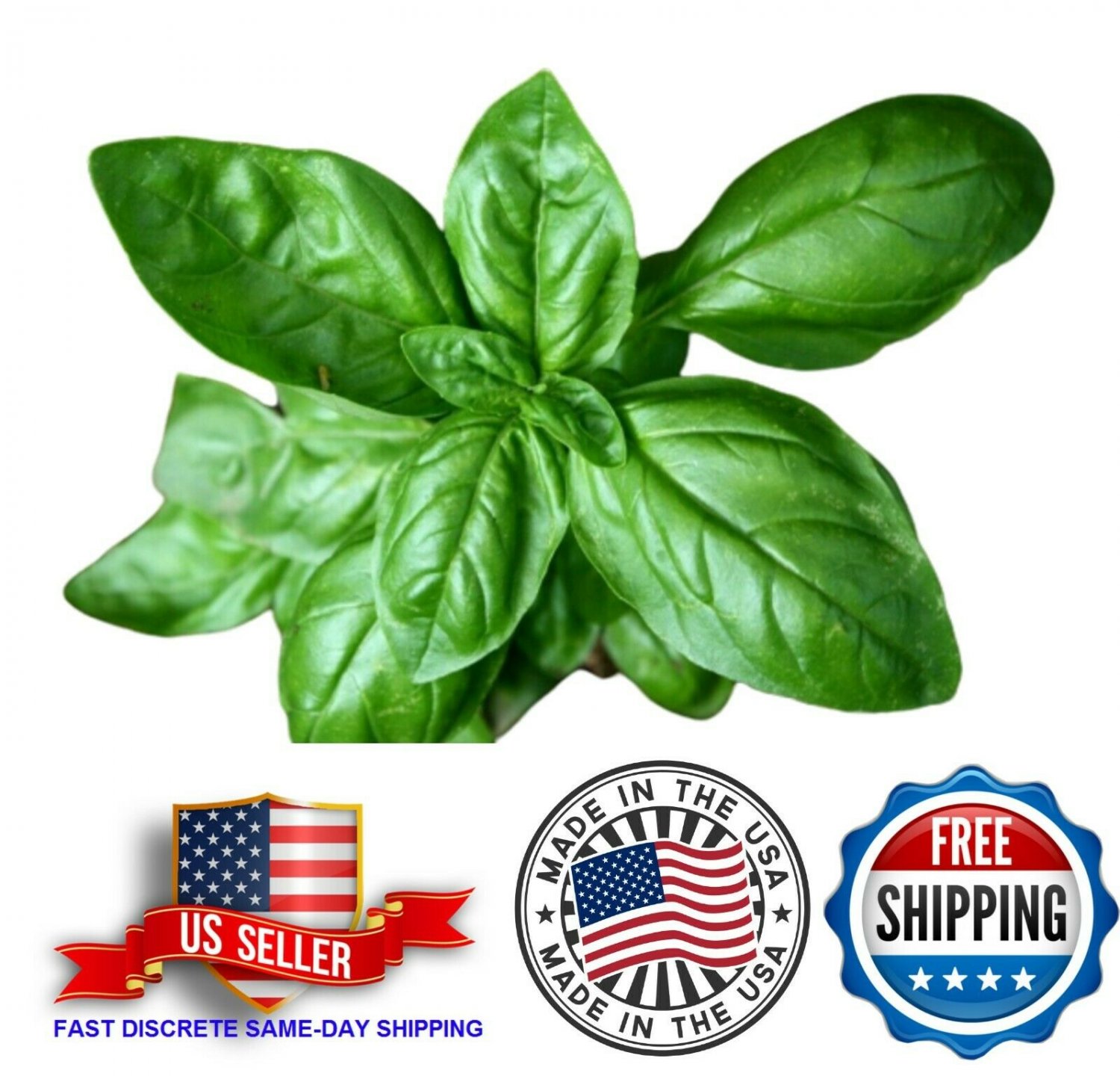 500+ GENOVESE BASIL SEEDS SEEDS ITALIAN Herb CULINARY cooking best Húng