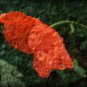 FLOWER - canvas floral photography