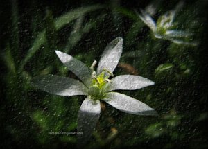 FLOWER - canvas floral photography